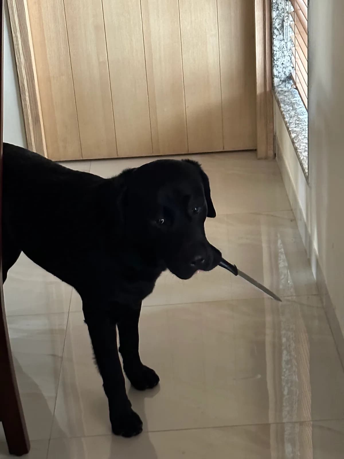 Black Labrador standing in a hallway holding a kitchen knife in its mouth