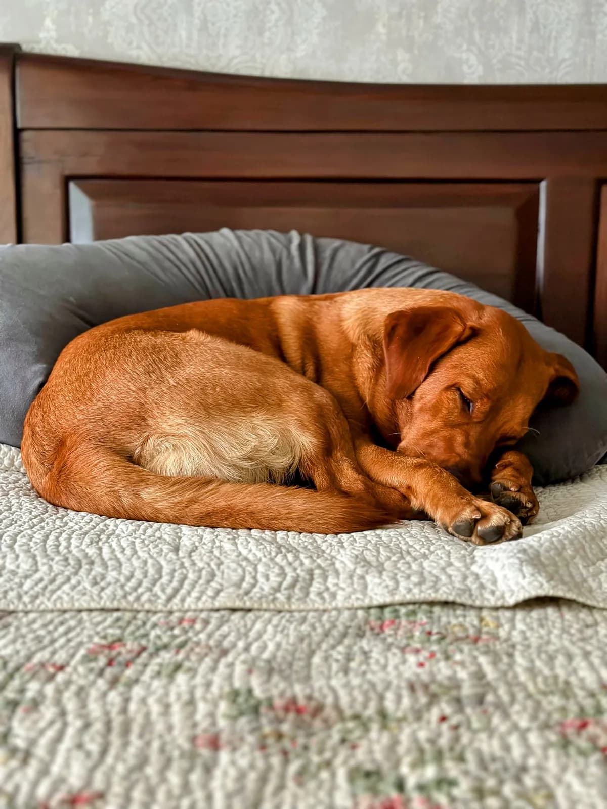 Fox-red Labrador curled up asleep on a bed