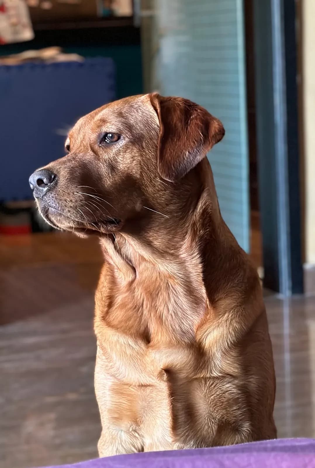 Fox-red Labrador sitting in profile, looking out of a window