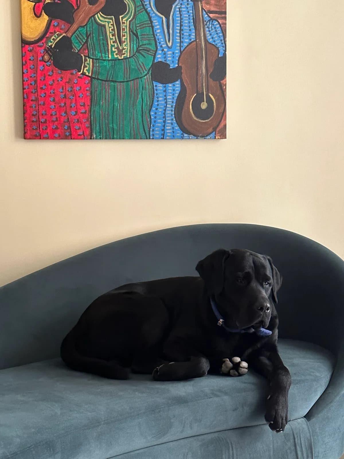 Black Labrador lying on a blue sofa